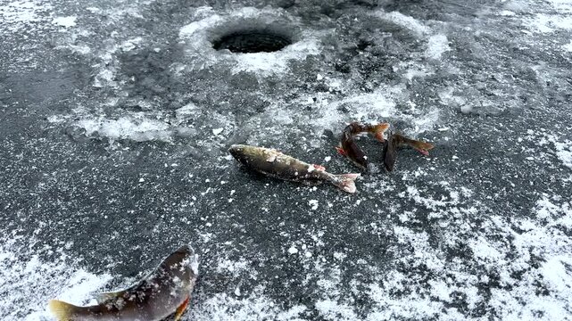 Ice fishing on frozen lake. Catching fish through an opening in the ice on a frozen body of water. Catching fish in a hole in the ice on frozen river. Winter fishing. Jigging with Small jigging rod. 