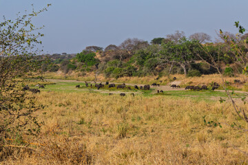 Obraz premium Tarangire National Park, Tanzania: Cape Buffalo Herd Grazing in the Savannah During the Dry Season