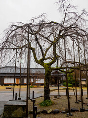 雨の中、兵庫県豊岡市出石町を散策