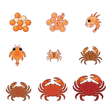 Crab life cycle vector illustration. Metamorphosis stages from eggs, zoea larva to adult crustacean. Marine biology educational diagram