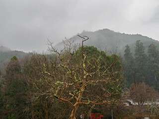 雨の中、兵庫県豊岡市出石町を散策