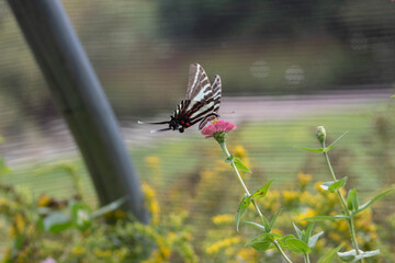 flying zebra swallowtail butterfly © Polartundra Photos