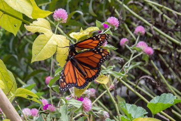 Obraz premium 2 monarch butterflies