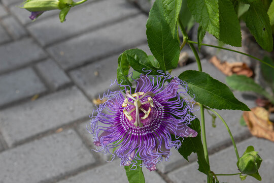 purple passionflower in the garden