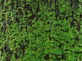 雨の中、兵庫県豊岡市の出石町、出石城址を歩く