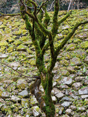 雨の中、兵庫県豊岡市の出石町、出石城址を歩く