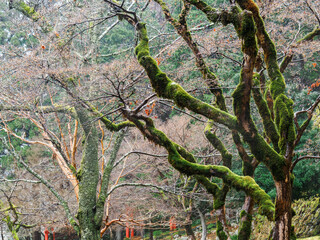 雨の中、兵庫県豊岡市の出石町、出石城址を歩く