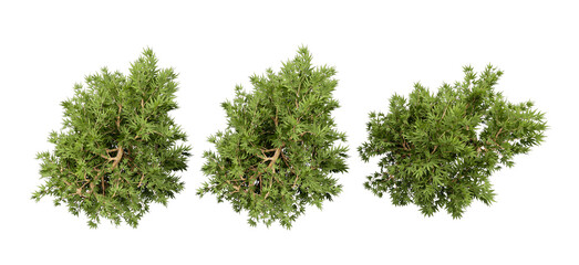 Top-Down View of Green Trees – Dense Canopy Structure for Landscape and Environmental Design © pngtree