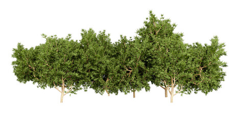 Row of Deciduous Trees – Dense Green Foliage and Natural Canopy for Landscape and Environmental Design © pngtree