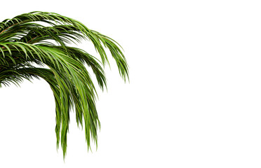 Green Palm Fronds &ndash; Tropical Leaf Texture and Minimalist Contrast for Nature-Inspired Design