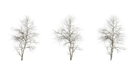 Leafless Winter Trees &ndash; Minimalist Silhouettes for Seasonal Design and Botanical Study