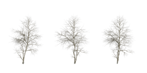 Leafless Winter Trees – Minimalist Silhouettes for Seasonal Design and Botanical Study
