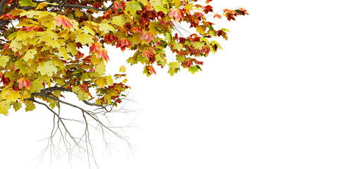 Autumn Tree Branches &ndash; Vibrant Fall Leaves and Seasonal Contrast for Nature-Inspired Design