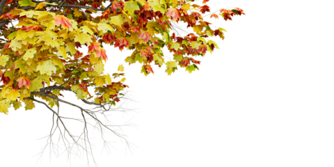 Autumn Tree Branches – Vibrant Fall Leaves and Seasonal Contrast for Nature-Inspired Design