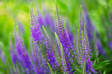 Vibrant Purple Flowers Blooming Elegantly Amidst Lush Greenery in Spring
