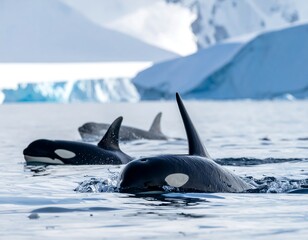 Three orcas, partially submerged in clear, icy water near glacial landscapes