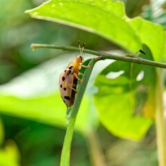 Macro beetle resting on leaf