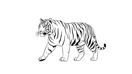 Obraz premium Black and White Tiger Illustration Walking.