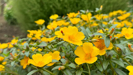 Obraz premium 夏の黄色い花畑