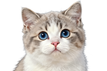 Cute gray and white kitten with bright blue eyes