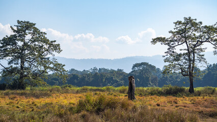 Vegetation inside Kaziranga National Park of Assam with a dead tree 5