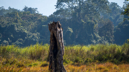 Vegetation inside Kaziranga National Park of Assam with a dead tree 4