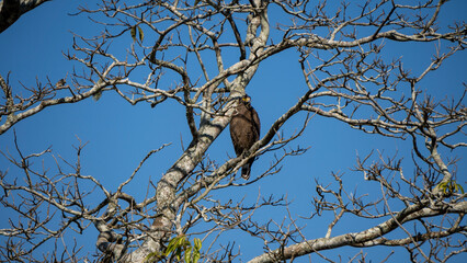 The majestic Crested Serpent Eagle sighted at Kaziranga National Park of Assam