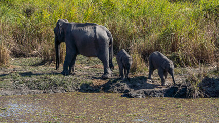 Elephant mother with calves chained at Kaziranga National Park of Assam 1