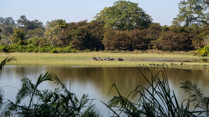 Asiatic Wild Water Buffalo and Paani Kauri or Indian Cormorants busking in the afternoon sun beside the Diphlu River at Kaziranga National Park of Assam