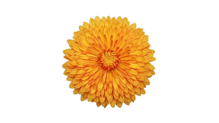  Vibrant Yellow Chrysanthemum Flower Isolated on White Background - Autumn Bloom