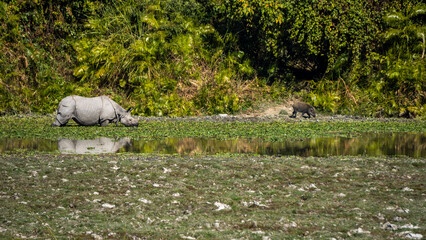 Rhino grazing with an wild boar inside Kaziranga National Park 2