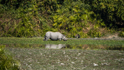 Rhino grazing inside Kaziranga National Park 1