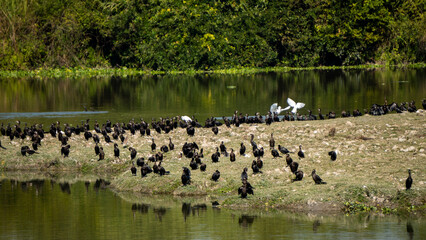 Paani Kauri or Indian Cormorants or Little Cormorants which are duck-like waterbirds known for diving to catch fish at Kaziranga National Park in Assam 2