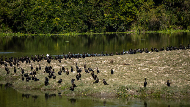 Paani Kauri or Indian Cormorants or Little Cormorants which are duck-like waterbirds known for diving to catch fish at Kaziranga National Park in Assam 3