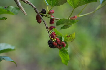 Ripe and unripe mulberries hanging on a branch among green leaves, capturing the freshness and natural abundance of a fruit garden