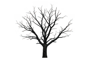 A bare tree stands alone on a transparent background