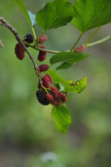 Ripe and unripe mulberries hanging on a branch among green leaves, capturing the freshness and natural abundance of a fruit garden