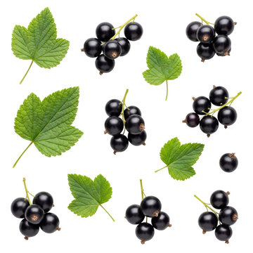 ripe, glossy indigo blackcurrants and vibrant emerald leaves scattered in a macro flat lay on a transparent studio background, clean commercial superfood concept