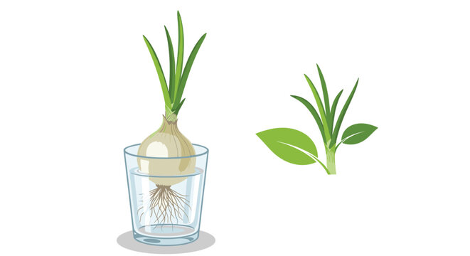 Illustration of a regrowing green onion with roots in a glass of water next to a simple green plant sprout icon, showing growth concept.