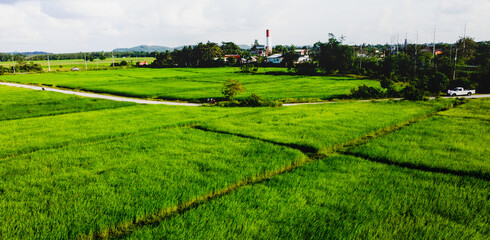 Vast Green Rice Fields in Thailand