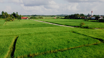 Vast Green Rice Fields in Thailand