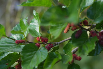 Ripe and unripe mulberries hanging on a branch among green leaves, capturing the freshness and natural abundance of a fruit garden