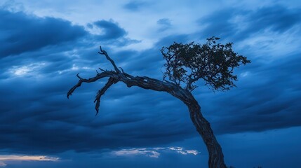 A stark single dead gnarled tree branch silhouetted against a dramatic dark blue cloudy sky at dusk