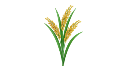 3D Rice plant illustration on transparent background