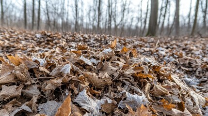 A thick carpet of dry decaying leaves covers the forest floor in autumn with bare trees in the background