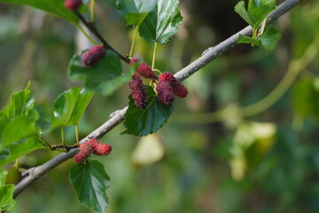 Ripe and unripe mulberries hanging on a branch among green leaves, capturing the freshness and natural abundance of a fruit garden