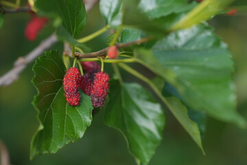 Ripe and unripe mulberries hanging on a branch among green leaves, capturing the freshness and natural abundance of a fruit garden