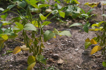 Green soybean pods growing on the plant under sunlight, showing healthy agriculture, natural growth, and crop cultivation in a farm field