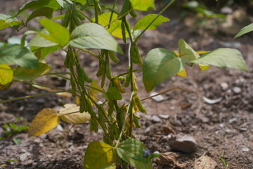 Green soybean pods growing on the plant under sunlight, showing healthy agriculture, natural growth, and crop cultivation in a farm field