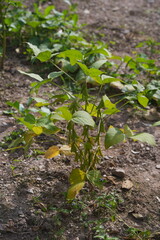 Green soybean pods growing on the plant under sunlight, showing healthy agriculture, natural growth, and crop cultivation in a farm field